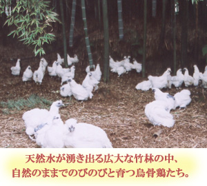 烏骨鶏たち