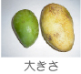 �h���C�}���S�[�̑傫��