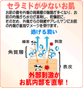�Z���~�h�����Ȃ�����